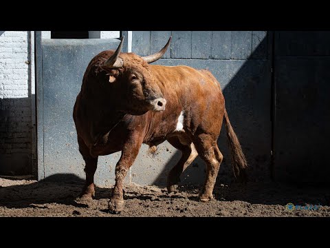 SORTEO | Corrida de toros 31 mayo, Santiago Domecq