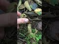 I found some slugs #slugs #nature #foraging #wildlife #mushroom #hiking