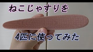 ねこじゃすりを子猫と成猫に使ってみた…喜ぶけど噛まれます