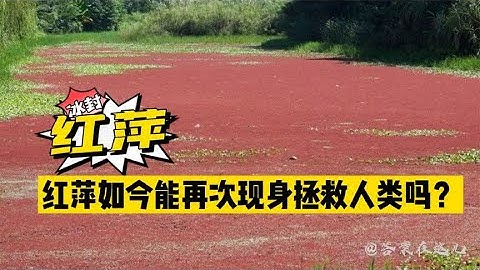 4900万年前，红萍曾“冰封地球”，如今会再次现身“拯救”人类？
