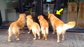 4 Dogs Suddenly Pull Their Owner To A Window. She Is Shocked To Find Out The Reason! by UNITY 10,291 views 3 days ago 14 minutes, 11 seconds