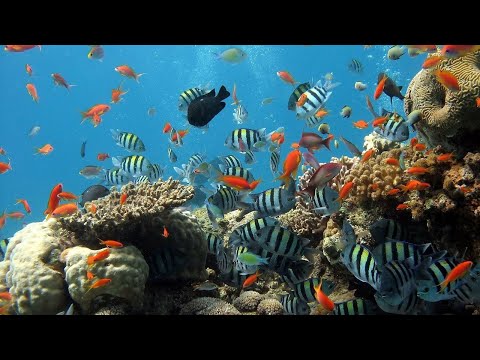 The Reef Ecosystem - Annie Wright Schools