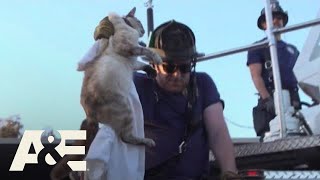 Live Rescue: Cat Stuck In a Tree (Season 2) | A&E