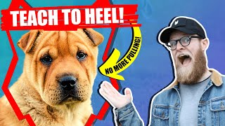 How To Get Your SHAR PEI To WALK TO HEEL