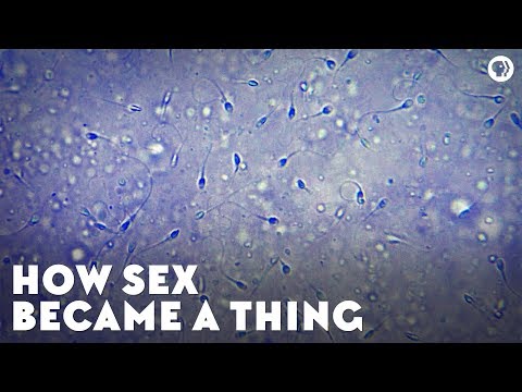 Video: How Sexuality Came To Be