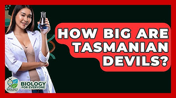 How Big Are Tasmanian Devils? - Biology For Everyone