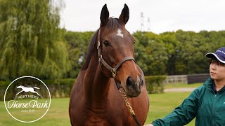 【祝顕彰馬選出】 アーモンドアイ、そしてジェンティルドンナたちに会いに行きました