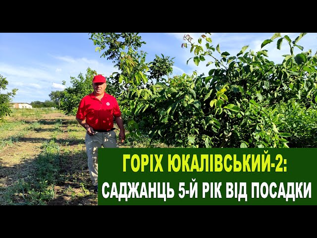 №134 Саджанці горіха "Юкаліський-2" - особливості сорту 5-й рік від посадки