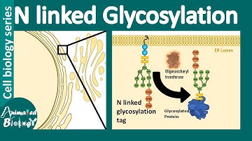 N linked glycosylation | What is the role of N-linked glycosylation in ER protein folding?