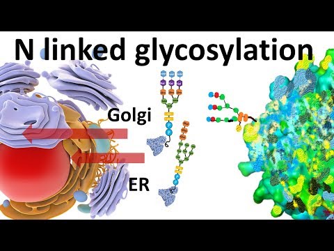 Video: Glykosylator: Python-kehys Glykaanien Nopeaan Mallintamiseen