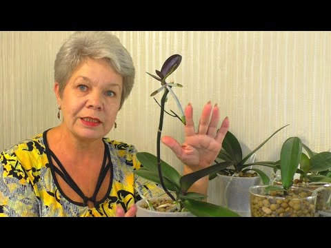 Video: Hvad Betyder En Orkidé Som En Blomst