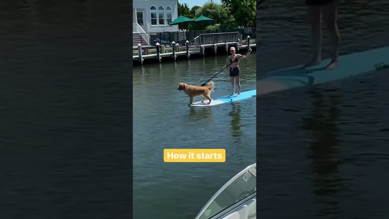 Paddleboarding with my Golden Retriever!