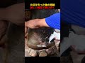 片足を失った象の奇跡、新しい義足で再び歩く！#shorts #動物 #ペット