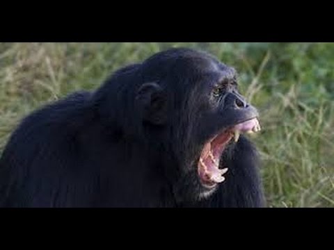 Vidéo: Les chimpanzés sont-ils des singes ?