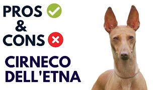 Cirneco dell'etna Pros and Cons | Cirneco dell'etna Advantages and Disadvantages  #AnimalPlatoon