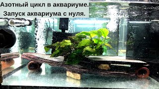 видео: Идеальный старт аквариума: всё о биологии и азотном цикле. картинка: Идеальный старт аквариума: всё о биологии и азотном цикле.