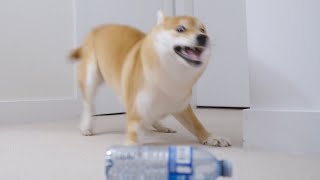 (ENG Sub) DOG vs. BOTTLE