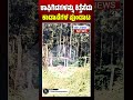 ಕಾಫಿಗಿಡಗಳನ್ನು ಕಿತ್ತೆಸೆದು ಕಾಡಾನೆಗಳ ಪುಂಡಾಟ