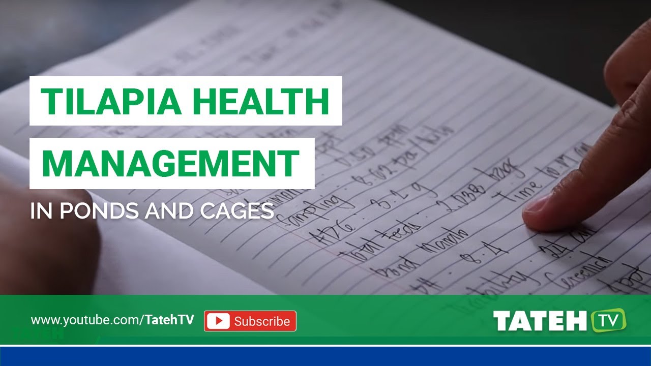 Tilapia Health Management In Ponds and Cages I Tateh TV Episode 89