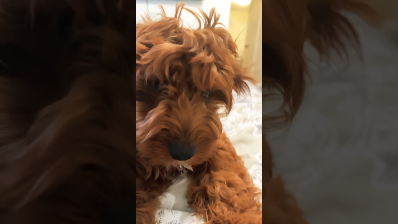 Humans and dogs. Puppy life cute cavapoo😇