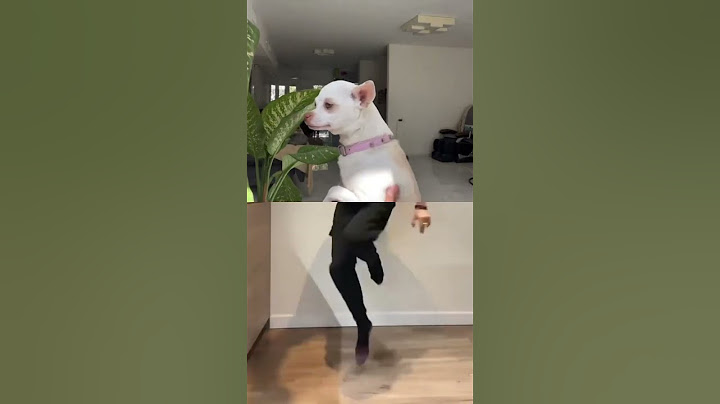 People and dog dance together 人狗共舞 #cutedog #dance