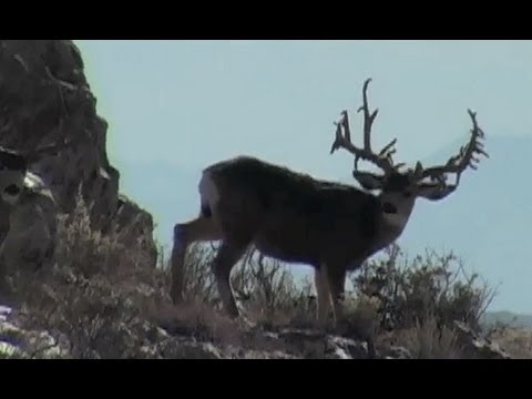 Giant Mule Deer Cactus Buck !!! From MuleyCrazy 8 - YouTube - 480 x 360 jpeg 22kB