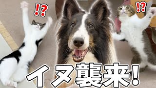 🐈犬の友達がやって来てテンションMAXになる親子猫www
