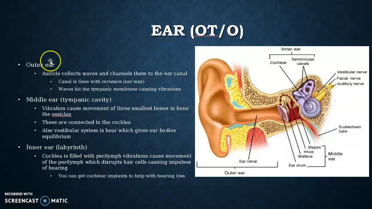 Special Senses HS 280 Medical Terminology Bro. Waters YouTube