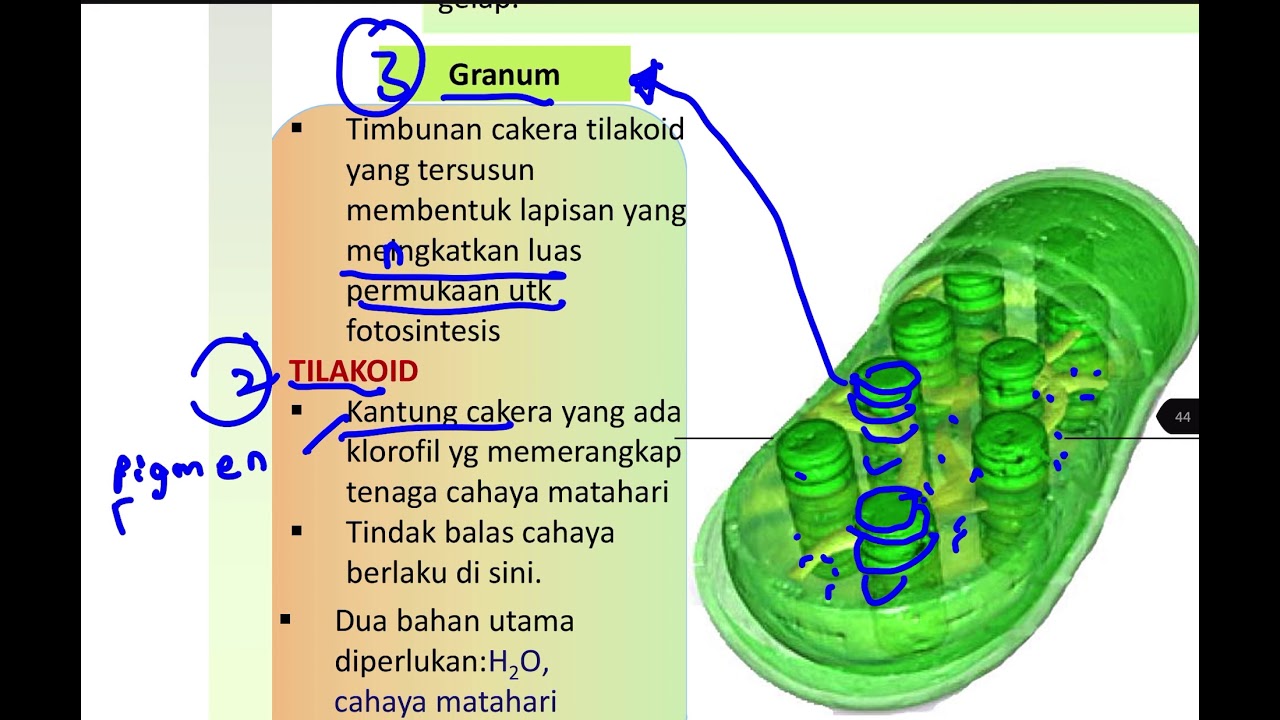 Bio T5 B2: 2.4 organ utama fotosintesis #part1