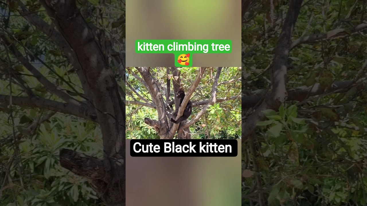 kitten climbing tree 