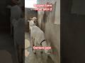 Bantam Goat Viral Video | Bihar ka Garv 🇮🇳
