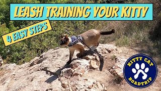 4 easy steps to leash train your kitty cat