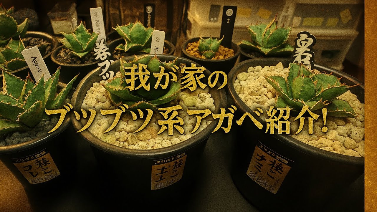 ブツブツ系アガベまとめて紹介 - YouTube