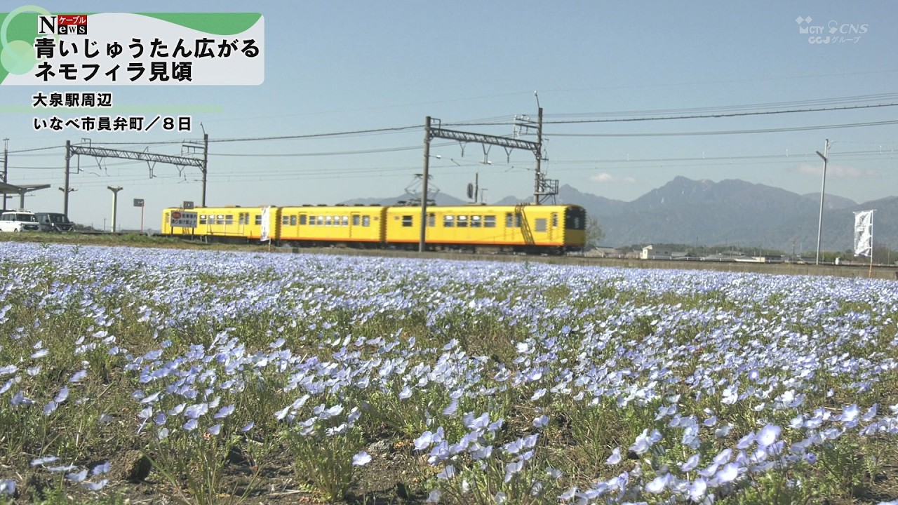 Cable News] Blue carpet and yellow train: Nemophila in full bloom