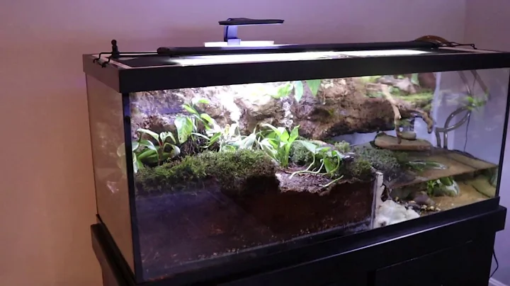 Salamander & Newt Paludariums