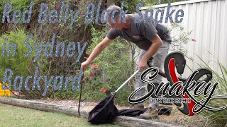 Sydney Snake Catcher ~'Snakey' | Episode 5 | Deadly Red Belly Black Snake in Sydney Backyard