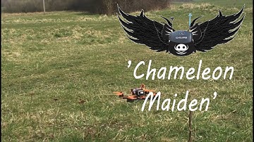 Puda Chameleon - nervous maiden