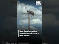 Bear gets stuck on utility pole, dies in New Mexico