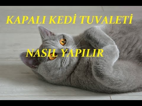 Video: Kendin Yap Kedi Kumu Kutusu Nasıl Yapılır