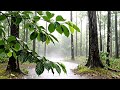 Peaceful Rain Sound in the Forest | Relaxing Rain Video