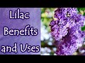 Lilac Benefits and Uses