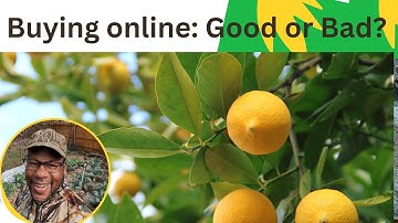 Comparing a Meyer Lemon Tree Purchased Online (Stark