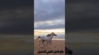 خيل عربي اصيل -الشيخ محمود صديق المنشاوي من اروع ما قرأ