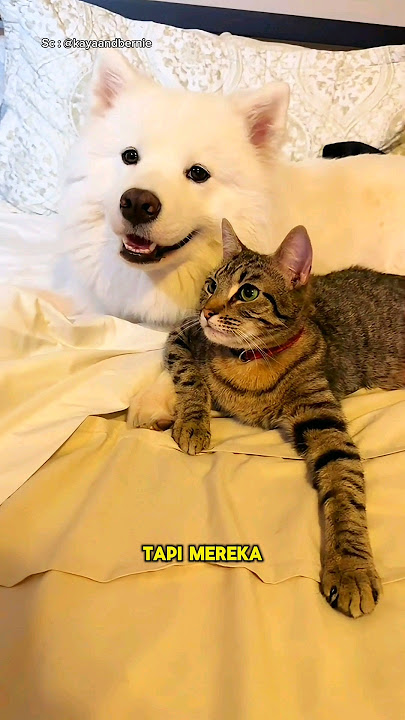 Persahabatan Kucing dan Seekor Anjing🐱🐶