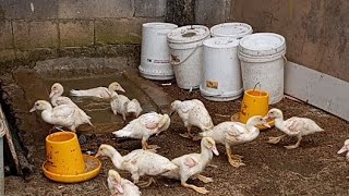 Download Lagu Indoplangsir Farm sedang live sekarang! MP3