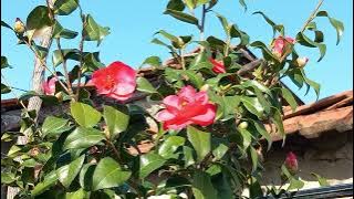 #camelia #romantic #flowergarden #springgarden #relaxingmusic #romanticmusic #soulmusic