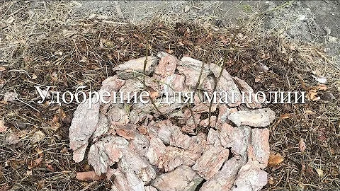 Удобрение Для Магнолии