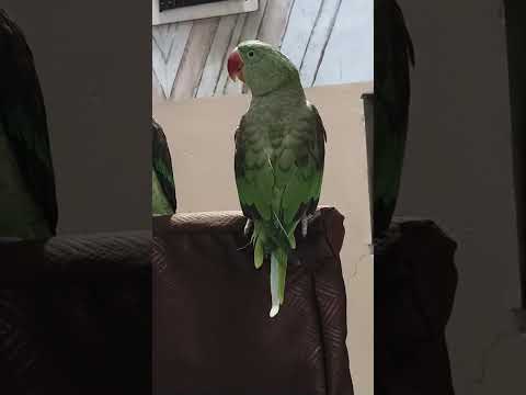 #parrot #nonstoptalkingparrot