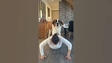 Big Dog Climbs On Woman S Back While She Does Pushups 1191633 