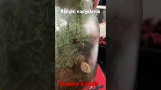 Eresus kollari                             αράχνη πασχαλιτσα